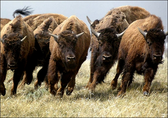 Als een kudde bisons in paniek rennen we samen alle kanten op, wispelturig en wild maar wel samen