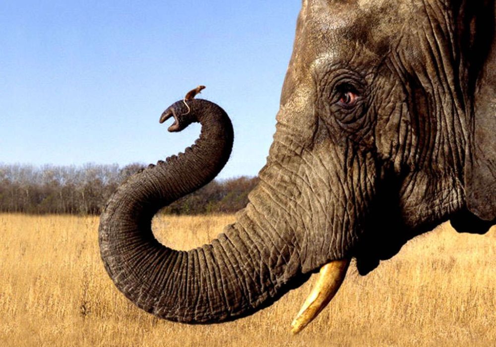 De muis denkt dat hij een olifant is