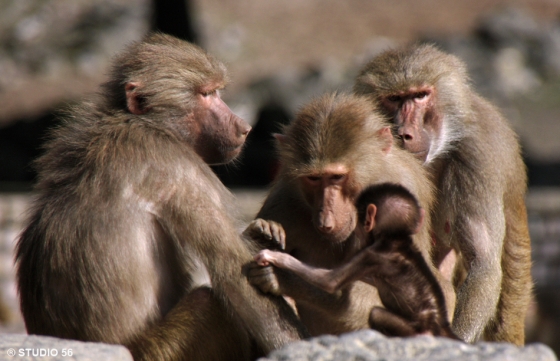 Apen leven ook in groepen