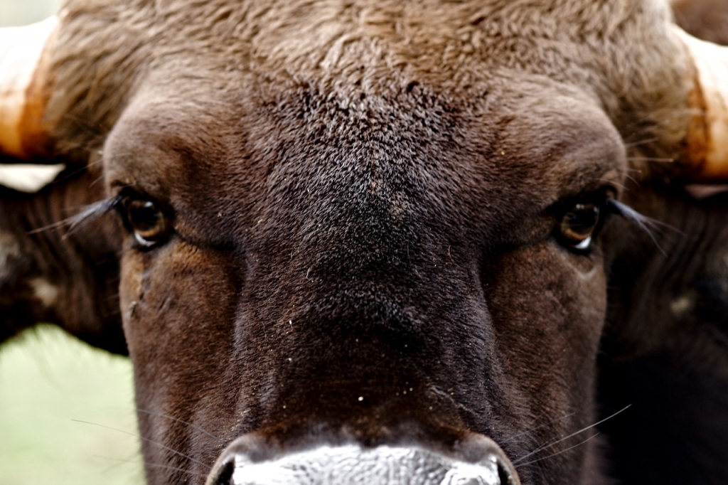 Close-up van een bizon (vooraanzicht)