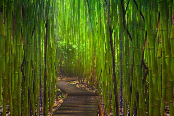 Een weggetje door een dicht begroeid bamboe-bos-. Ook bamboe is gras.