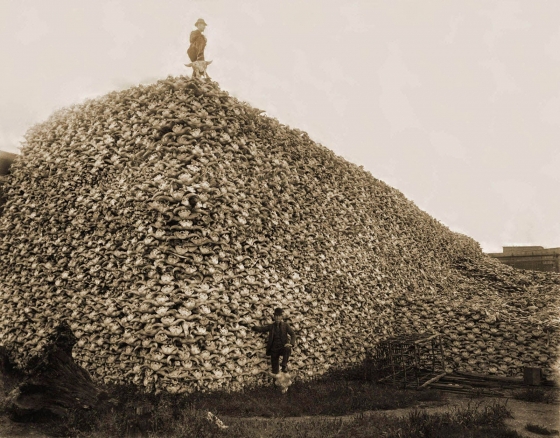 Trotse Amerikaan voor een enorme berg bizon-schedels die gebruikt voor mest (foto uit 1870)